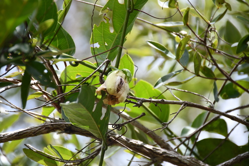 Image of Passiflora nitida by (c) Vincent A. Vos, some rights reserved (CC BY)