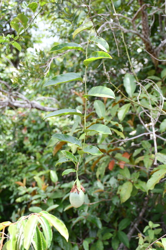 Image of Passiflora nitida by (c) Vincent A. Vos, some rights reserved (CC BY)