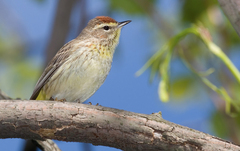 Palm Warbler photo 1