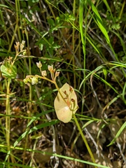 Claytonia parviflora
