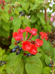 Lantana camara camara