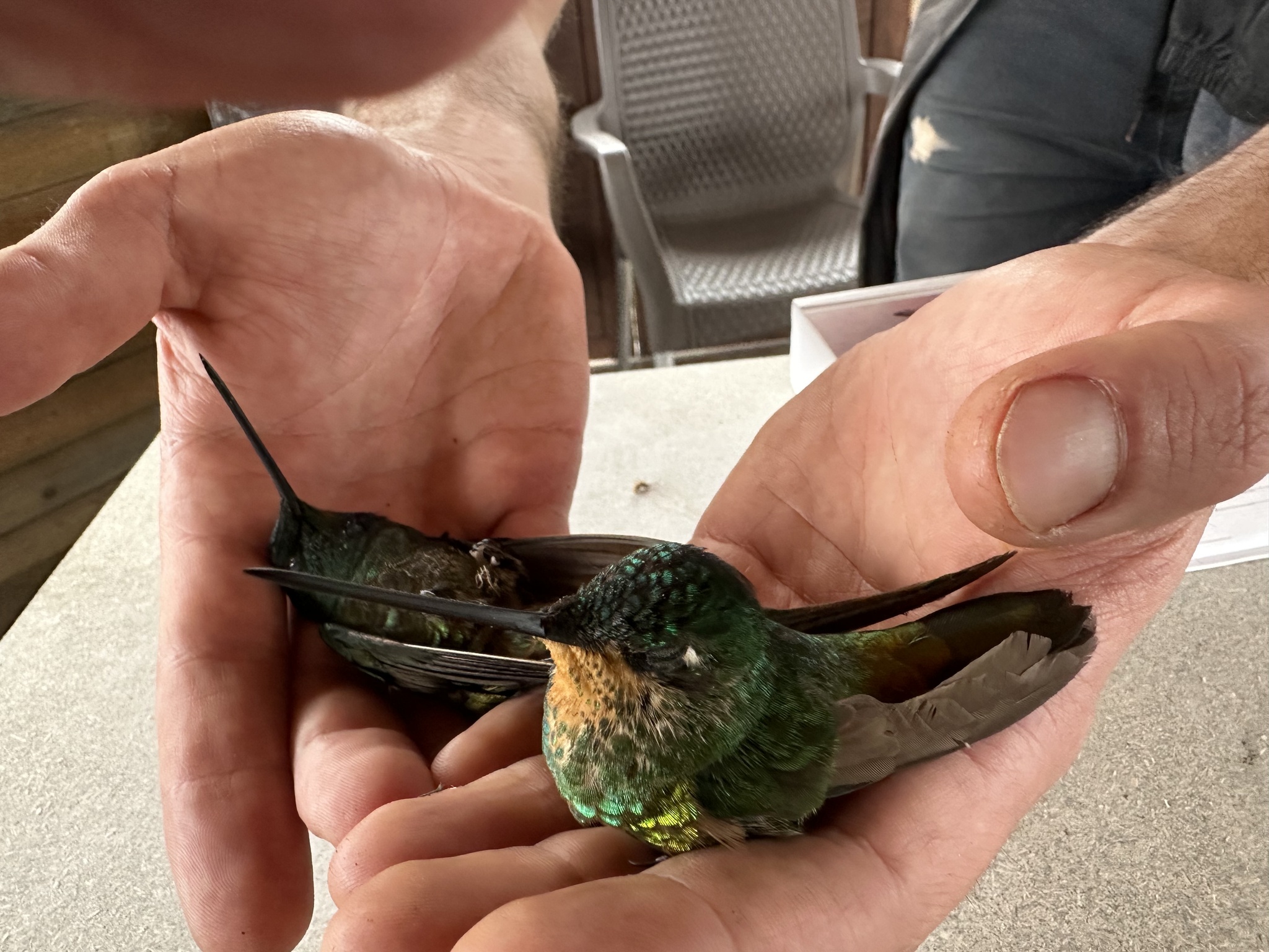 Golden-bellied Starfrontlet (Coeligena bonapartei), photo 10