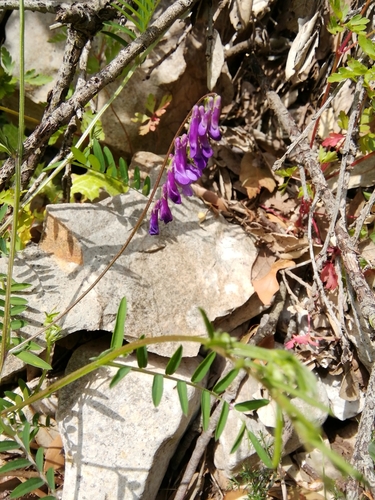 vika huňatá olysalá (Vicia villosa varia)