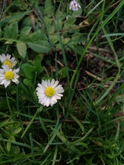 Bellis perennis