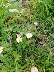 Bellis perennis
