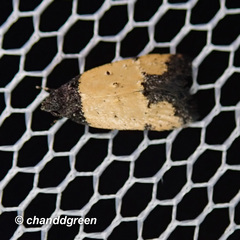 Tyrolimnas anthraconesa