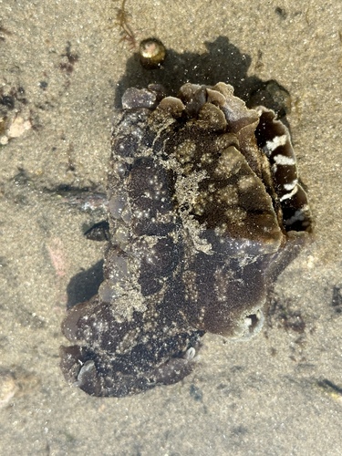 California Seahare (Aplysia californica)