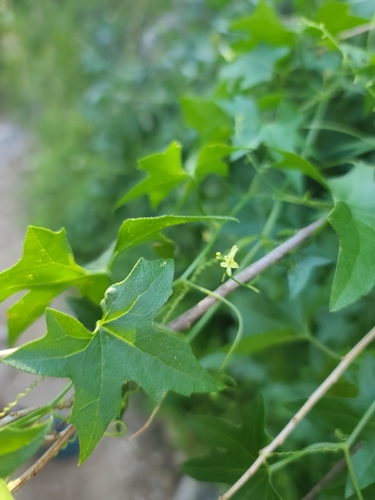Image of Marah gilensis by no rights reserved