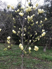 Magnoliales
