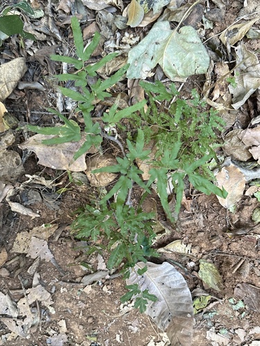 Culebrina (Lygodium venustum)