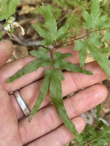 Culebrina (Lygodium venustum)