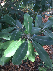 Pittosporum ralphii