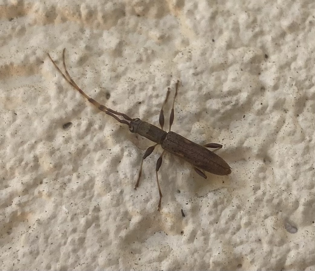 Neocompsa cylindricollis
