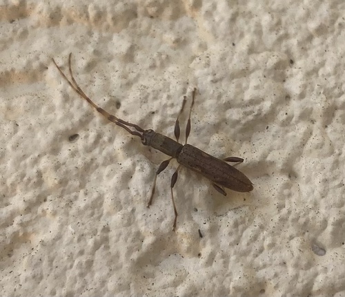 Neocompsa cylindricollis