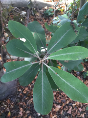Pittosporum ralphii