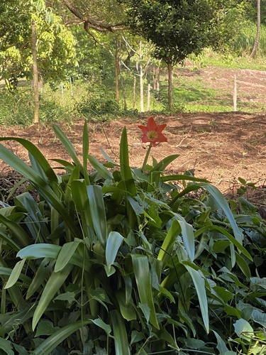 Hippeastrum puniceum