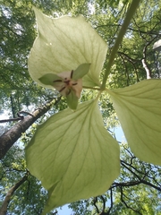 Trillium rugelii