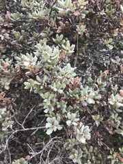 Quercus durata durata