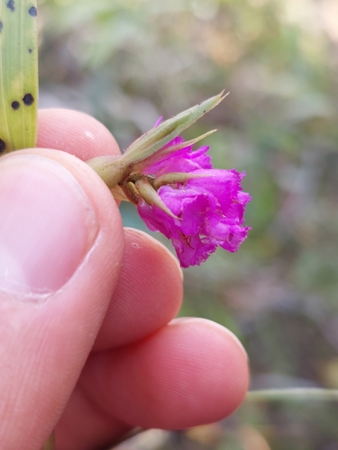 Image of Elleanthus maculatus by (c) Daniel Mesa, some rights reserved (CC BY)