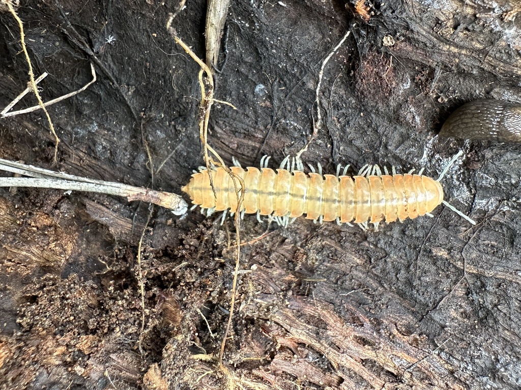 Anombrocheir bifurcata