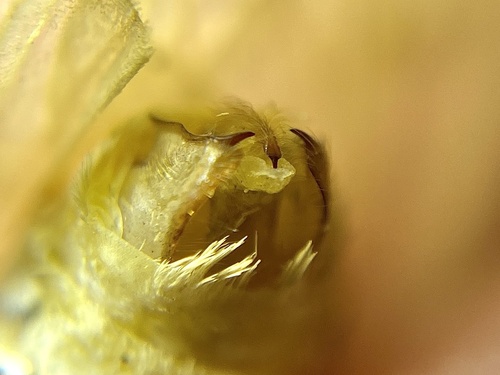 Banded Tussock Moth photo 6