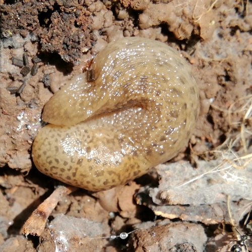 Slizniakovité (Limacidae)