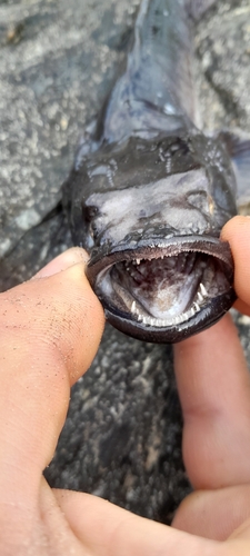 Banded toadfish (Aphos porosus) — Batrachoididae — 4