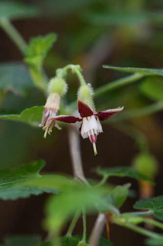 Bitter gooseberry (Ribes amarum)