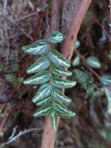 Image of Peperomia tenella by (c) Daniel Mesa, some rights reserved (CC BY)