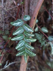 Peperomia tenella, photograph (c) Daniel Mesa, some rights reserved (CC BY)