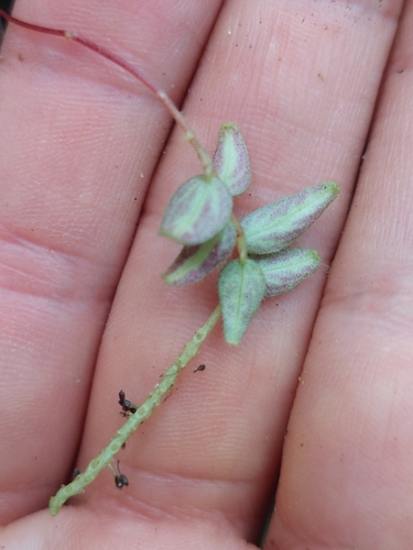 Image of Peperomia tenella by (c) Daniel Mesa, some rights reserved (CC BY)