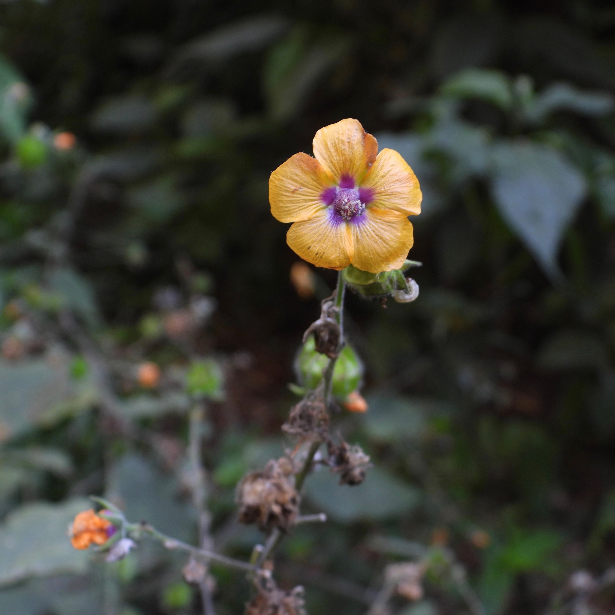 Abutilon divaricatum Turcz.
