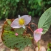 Begonia extensa - Photo (c) Javier David Quiroga Nova,  זכויות יוצרים חלקיות (CC BY-NC), הועלה על ידי Javier David Quiroga Nova