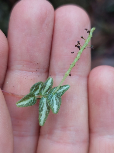 Image of Peperomia tenella by (c) Daniel Mesa, some rights reserved (CC BY)