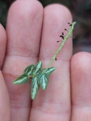 Peperomia tenella, photograph (c) Daniel Mesa, some rights reserved (CC BY)