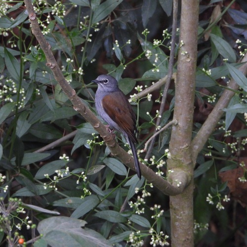 Brown-backed Solitaire (Myadestes occidentalis), photo 7