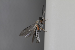 Selandriinae