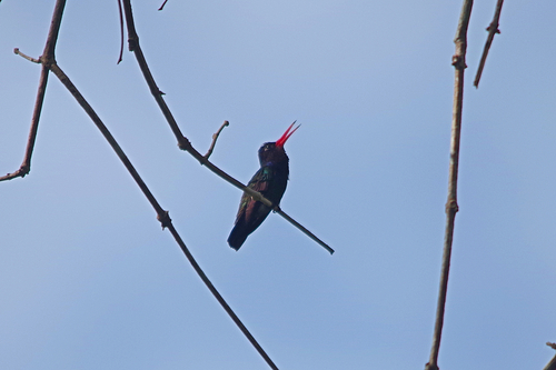 White-chinned Sapphire