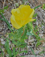 Oenothera grandis