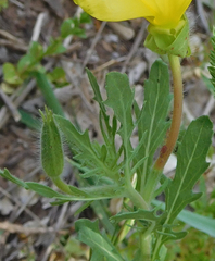 Oenothera grandis