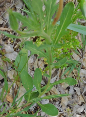 Oenothera grandis