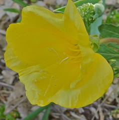 Oenothera grandis