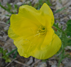 Oenothera grandis