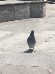 Columba livia domestica