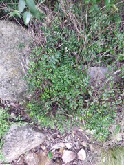 Pellaea pteroides