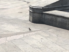 Passer domesticus