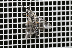Selandriinae