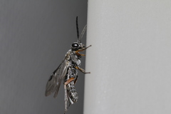 Selandriinae