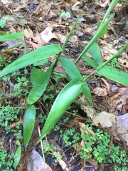 Dichanthelium latifolium