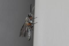 Selandriinae